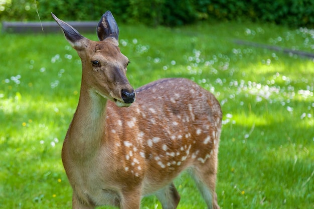 Young spotted deer in the forest on a clearing