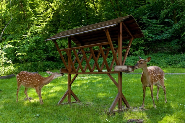 Young spotted deer in the forest on a clearing