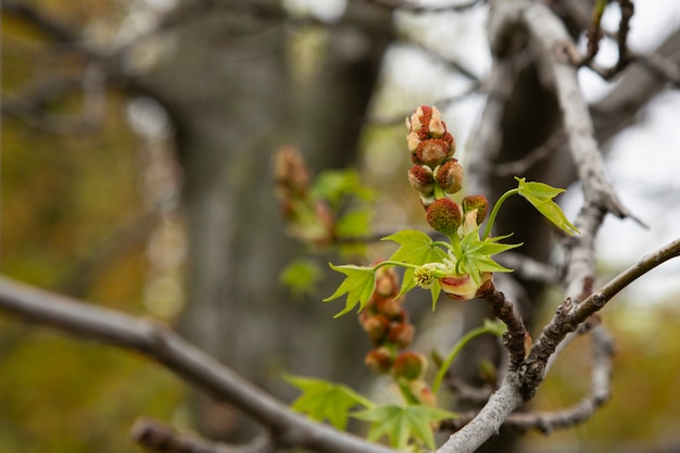 Young Spring green buds on the tree branches. Springtime seasonal macro close up little green leaves, early spring, concept - new life