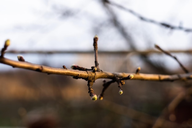 Young Spring green buds on the tree branches. Springtime seasonal macro close up