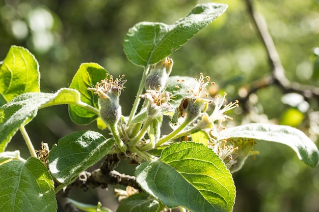 Young spring immamture green apple tree brunch fruits.