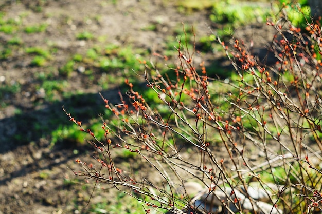 Young spring leaves on a Japanese spirea bush