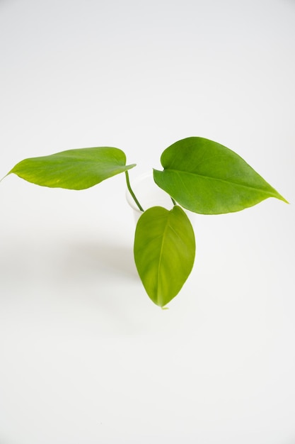 A young sprout of a monstera flower with small leaves in a disposable cup