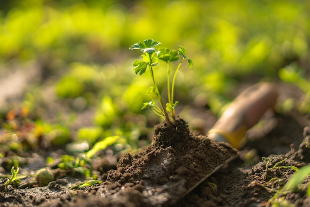 Young sprout in soil on the scoop on the ground in the farm