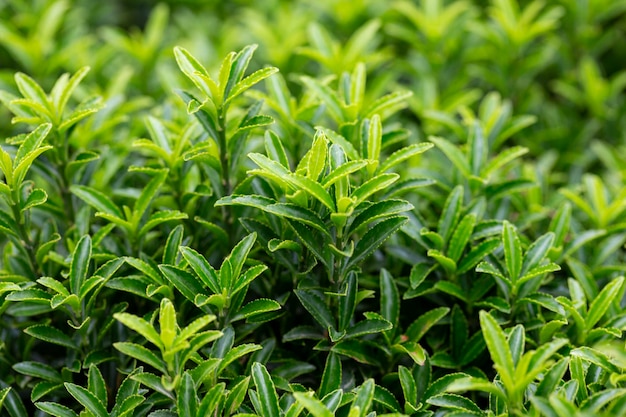 Young sprout in springtimeCloseup spring green leaves on a bush A shrub branch on a blurry green background selective focus The concept of a new life