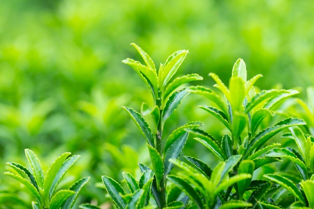 Young sprout in springtimeCloseup spring green leaves on a bush A shrub branch on a blurry green background selective focus The concept of a new life