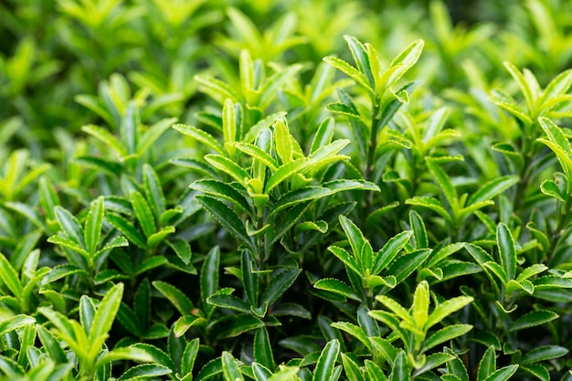 Young sprout in springtimeCloseup spring green leaves on a bush A shrub branch on a blurry green background selective focus The concept of a new life