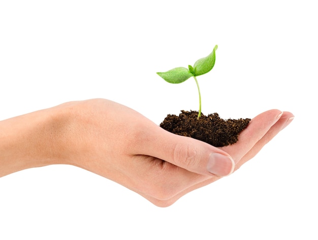 Photo young sprout with a handful of earth in a female hand on a white isolated background