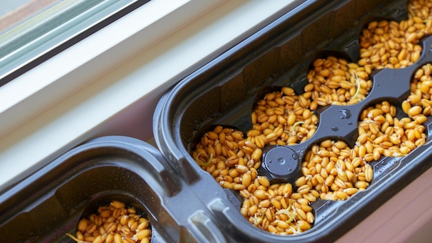 Young sprouts of barley with dew drops during germinating seeds in the ground in flower pot