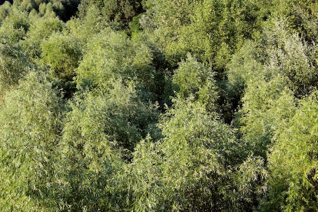 Young sprouts and crowns of pussywillow in the spring