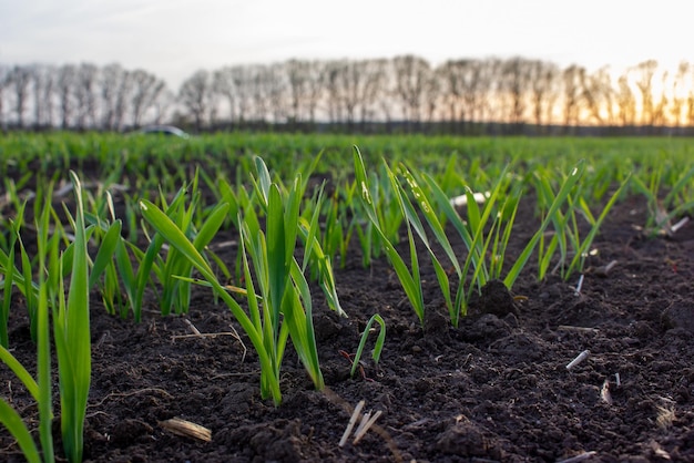 Young sprouts of germinating grain of wheat or barley Rows of sprouted grain in the field