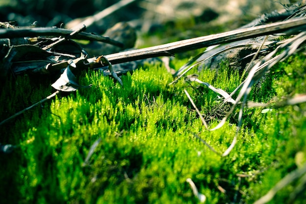 Young sprouts of greenery in spring