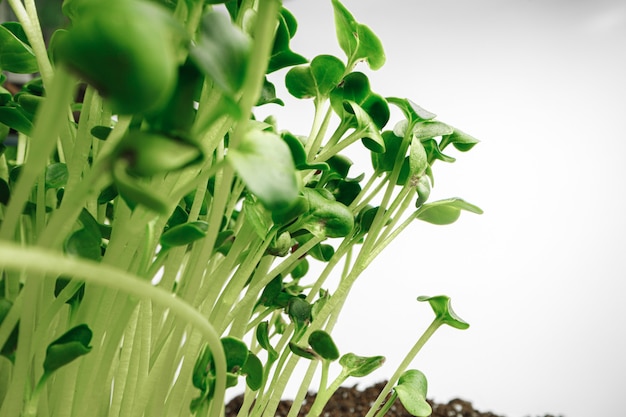 Young sprouts of microgreen plant close up