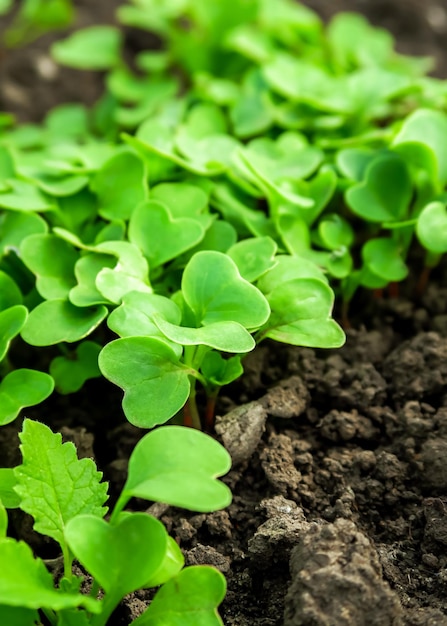 young sprouts of radish grow in the vegetable garden.gardening and growing radish concept