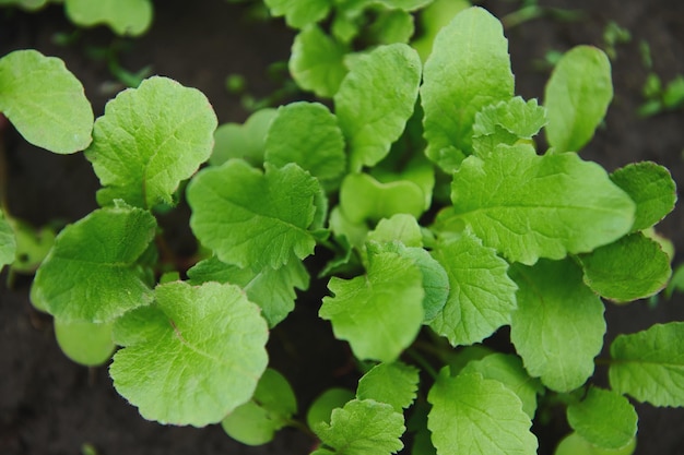 Young sprouts of radishes grow in the black soil on the open ground of an organic garden Green radish leaves