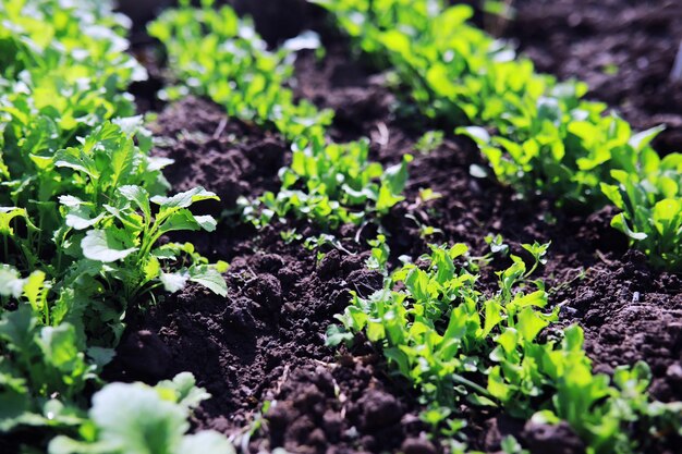 Young sprouts of seedlings in the vegetable garden Greenery in a greenhouse Fresh herbs in the spring on the beds