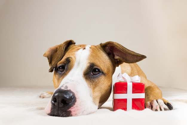 Photo young staffordshire terrier dog with cute little red present. funny pitbull puppy poses close up in cozy bedroom indoor background with a surprise gift