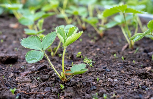 Young strawberries in the garden