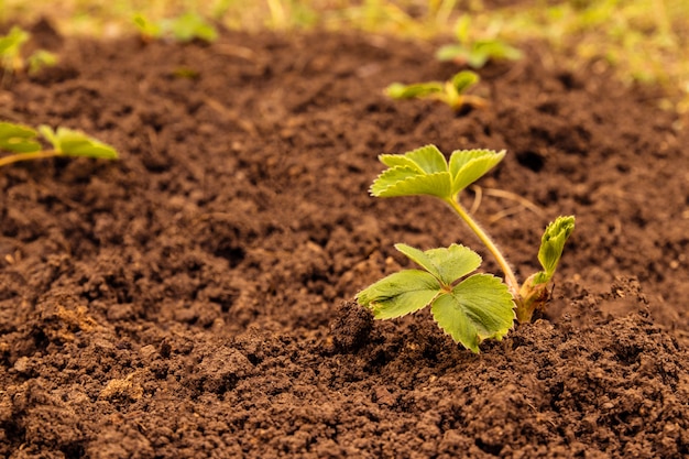 Young strawberry plants growing in the ground