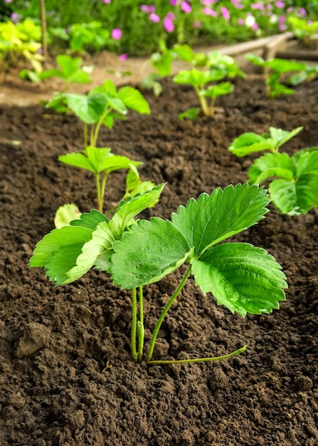 young strawberry seedlings grow on a strawberry patch. gardening and strawberry cultivation concept