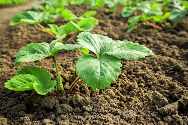 young strawberry seedlings grow on a strawberry patch. gardening and strawberry cultivation concept