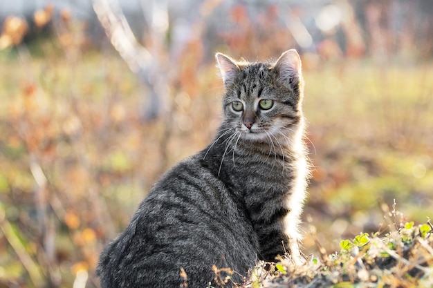 Young striped cat with a close look in the garden on a blurred background