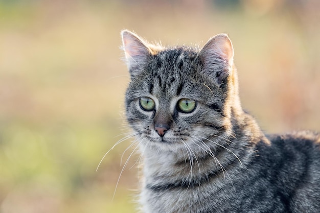 Young striped cat with a close look in the garden on a blurred background