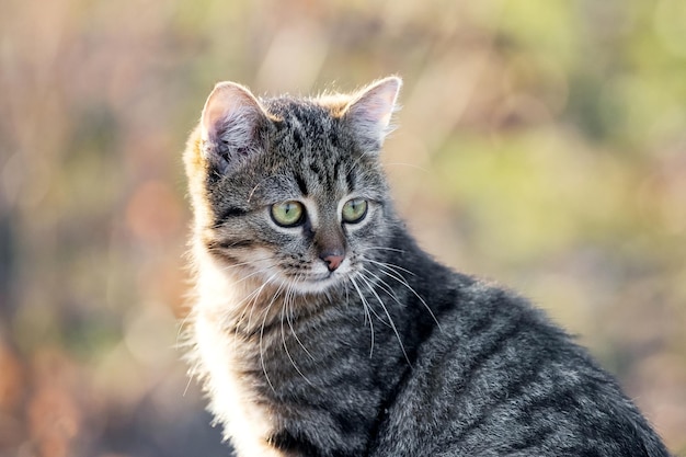 Young striped cat with a close look in the garden on a blurred background