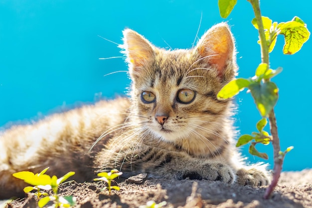 Young striped kitten in the garden on a background of blue sky in sunny weather