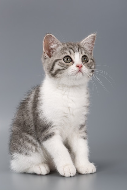 Young the striped Scottish cat on gray surface