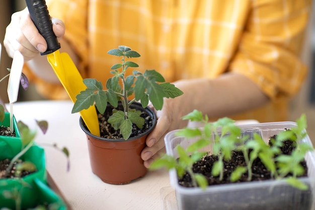 Young strong tomato seedlings in women's hands