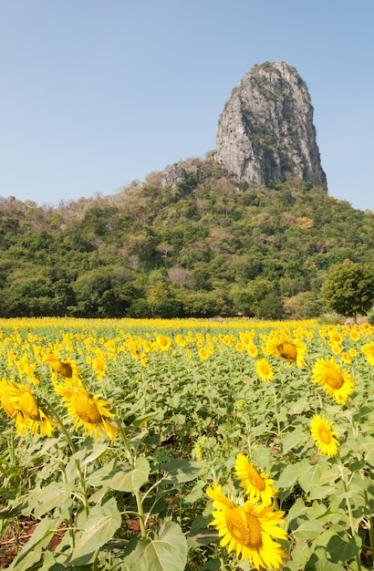 Young sunflower field.