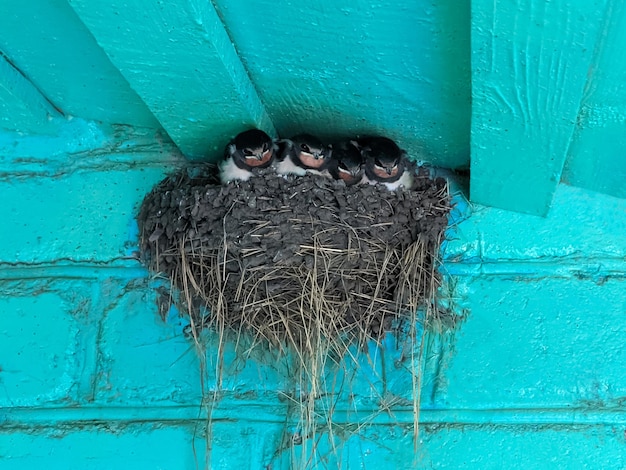 Young swallows are waiting for their parents to feed