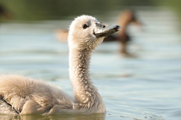 Young swans in the pond at sunset