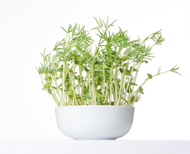 Young sweet lupin plants in white bowl front view