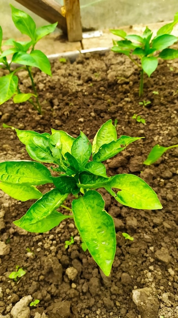 Photo young sweetagriculture background closeup cultivation farm farmin pepper bush in the greenhouse