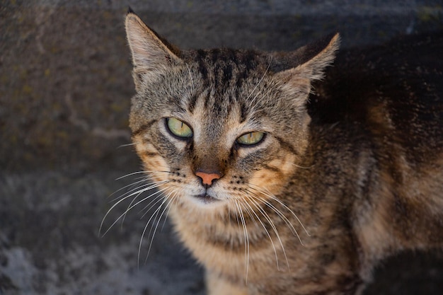 Young tabby cat fighter is resting in the yard after a hard day