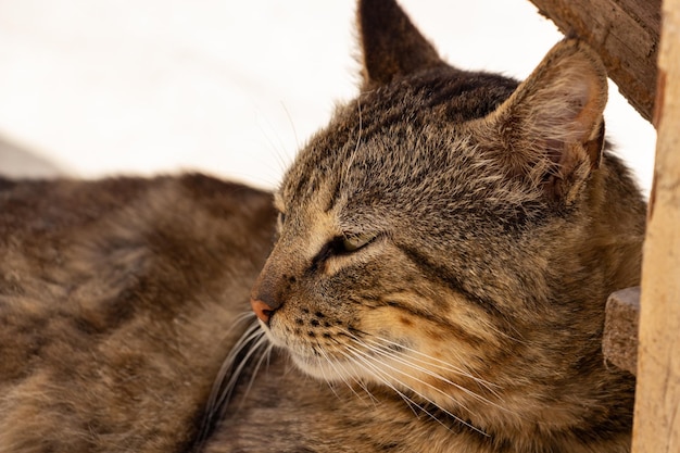 Young tabby cat fighter is resting in the yard