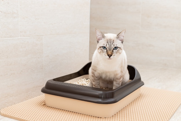 Young tabby cat using toilet and looking into camera Toilet wood litter Pet care hygiene concept