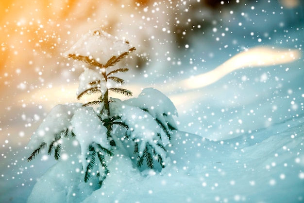 Young tender spruce tree with green needles covered with deep snow and hoarfrost and large snowflakes on blurred blue colorful background