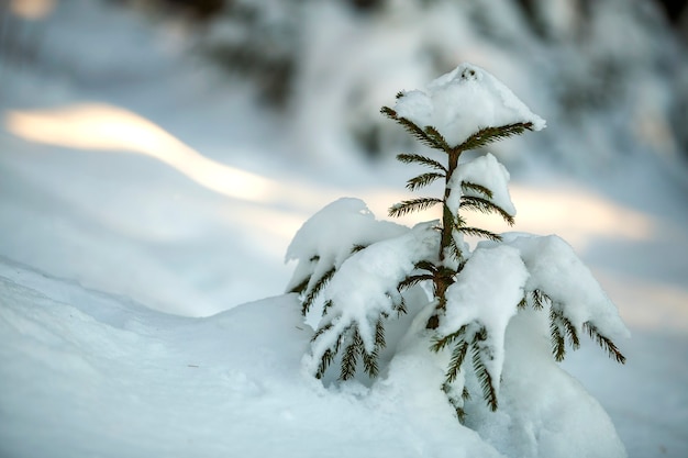 Young tender spruce tree with green needles covered with deep snow and hoarfrost