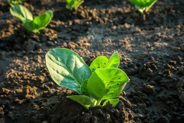 a young tobacco bush grows on a tobacco farm