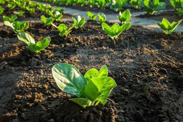 a young tobacco bushes grow on a tobacco farm