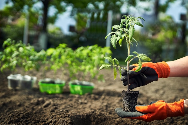 The young tomato seedling ready to plant in the ground