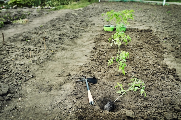 The young tomato seedling ready to plant in the ground