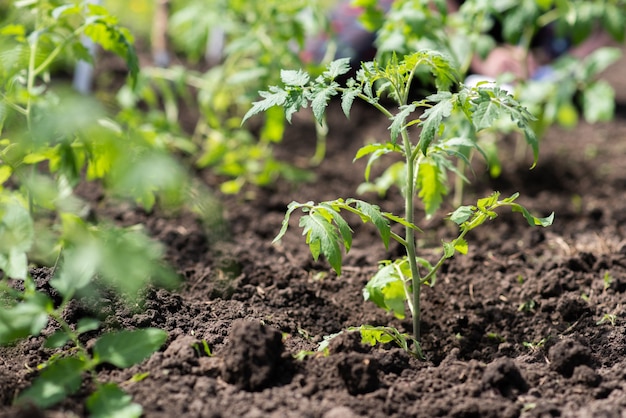 Young tomato seedlings grow in the garden bed in the village