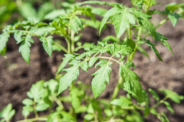 Young tomato seedlings grow in the garden bed in the village