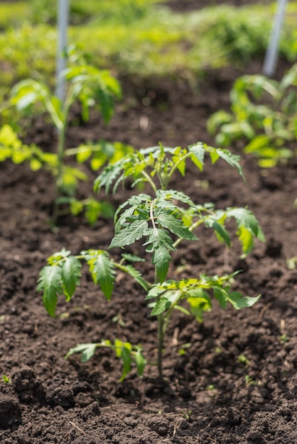 Young tomato seedlings grow in the garden bed in the village