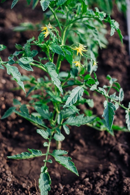 Young tomatoes in the garden Tomato bushes are blooming Growing vegetables in rural areas Care and treatment of plants Future harvest