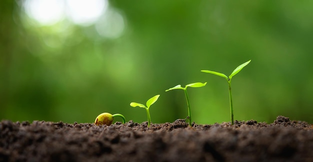 Young tree growing in garden with sunrise eco concept earth day